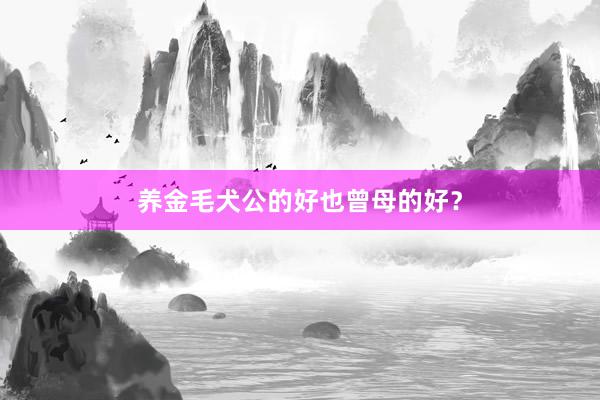 养金毛犬公的好也曾母的好？